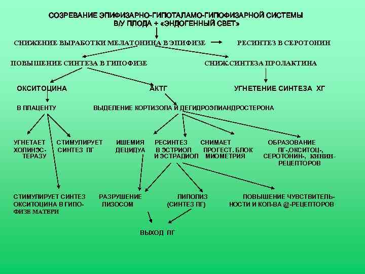 СОЗРЕВАНИЕ ЭПИФИЗАРНО-ГИПОТАЛАМО-ГИПОФИЗАРНОЙ СИСТЕМЫ В/У ПЛОДА + «ЭНДОГЕННЫЙ СВЕТ» СНИЖЕНИЕ ВЫРАБОТКИ МЕЛАТОНИНА В ЭПИФИЗЕ ПОВЫШЕНИЕ