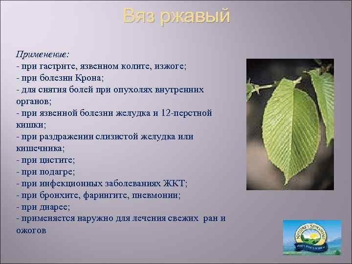 Вяз ржавый Применение: - при гастрите, язвенном колите, изжоге; - при болезни Крона; -