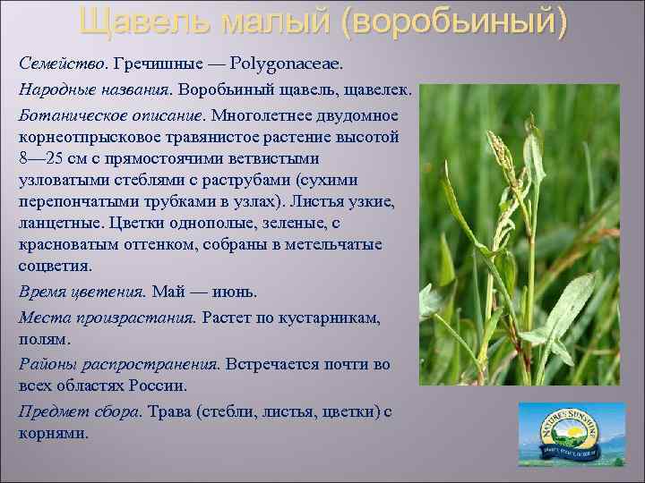 Щавель малый (воробьиный) Семейство. Гречишные — Polygonaceae. Народные названия. Воробьиный щавель, щавелек. Ботаническое описание.