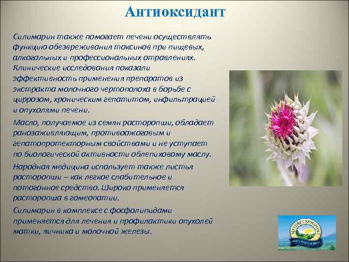 Антиоксидант Силимарин также помогает печени осуществлять функцию обезвреживания токсинов при пищевых, алкогольных и профессиональных