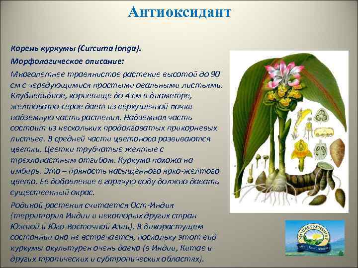 Антиоксидант Корень куркумы (Curcuma longa). Морфологическое описание: Многолетнее травянистое растение высотой до 90 см