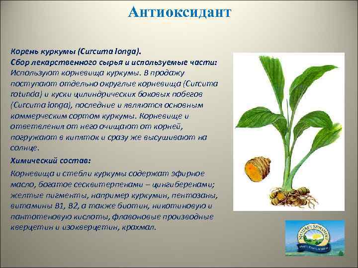 Антиоксидант Корень куркумы (Curcuma longa). Сбор лекарственного сырья и используемые части: Используют корневища куркумы.