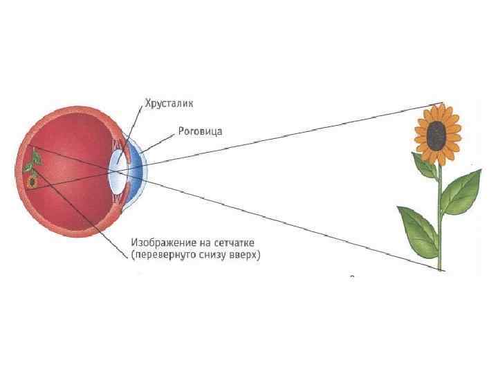 Каким получается изображение на сетчатке глаза. Как получается изображение на сетчатке глаза. Как формируется изображение предметов на сетчатке. Схема формирования изображения на сетчатке глаза. Какое изображение формируется на сетчатке глаза.