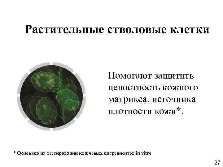 Растительные стволовые клетки Помогают защитить целостность кожного матрикса, источника плотности кожи*. * Основано на