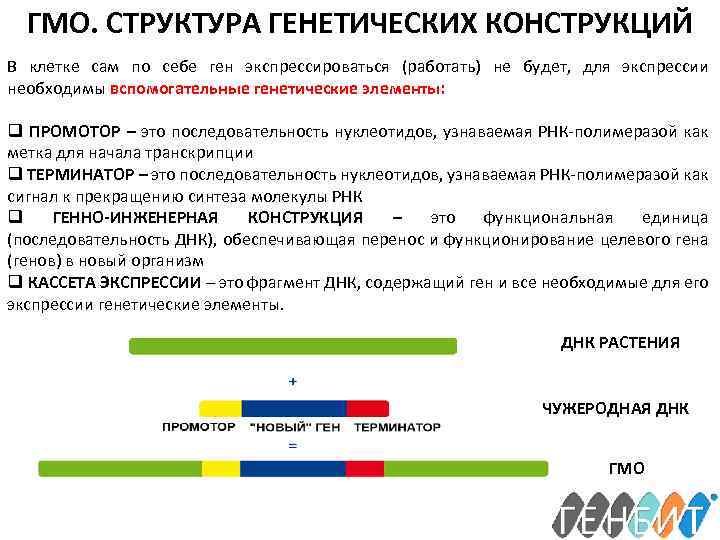 ГМО. СТРУКТУРА ГЕНЕТИЧЕСКИХ КОНСТРУКЦИЙ В клетке сам по себе ген экспрессироваться (работать) не будет,