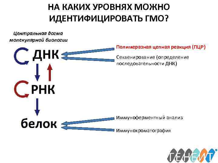 НА КАКИХ УРОВНЯХ МОЖНО ИДЕНТИФИЦИРОВАТЬ ГМО? Центральная догма молекулярной биологии Полимеразная цепная реакция (ПЦР)