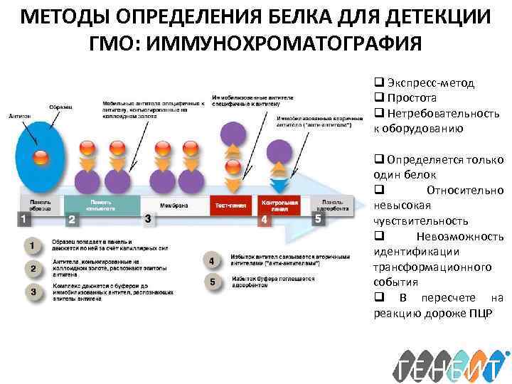 МЕТОДЫ ОПРЕДЕЛЕНИЯ БЕЛКА ДЛЯ ДЕТЕКЦИИ ГМО: ИММУНОХРОМАТОГРАФИЯ q Экспресс-метод q Простота q Нетребовательность к