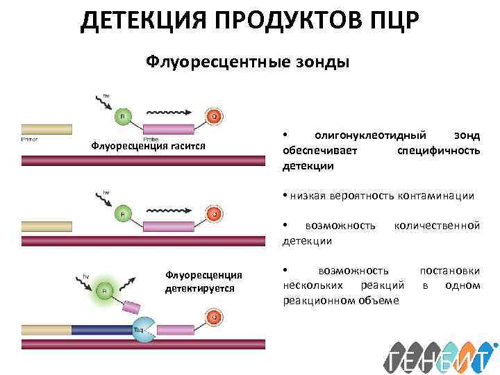 ДЕТЕКЦИЯ ПРОДУКТОВ ПЦР Флуоресцентные зонды Флуоресценция гасится • олигонуклеотидный зонд обеспечивает специфичность детекции •