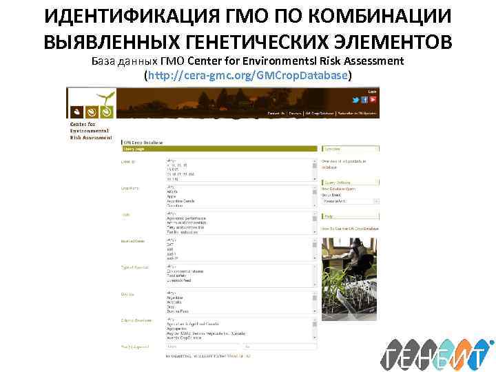 ИДЕНТИФИКАЦИЯ ГМО ПО КОМБИНАЦИИ ВЫЯВЛЕННЫХ ГЕНЕТИЧЕСКИХ ЭЛЕМЕНТОВ База данных ГМО Center for Environmentsl Risk