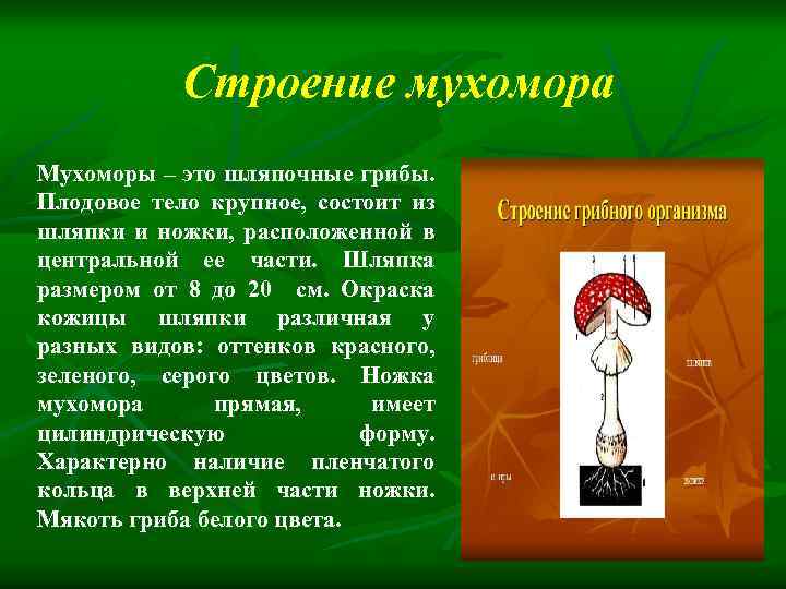 Строение мухомора Мухоморы – это шляпочные грибы. Плодовое тело крупное, состоит из шляпки и