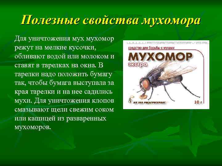 Для уничтожения мухомор режут на мелкие кусочки, обливают водой или молоком и ставят в