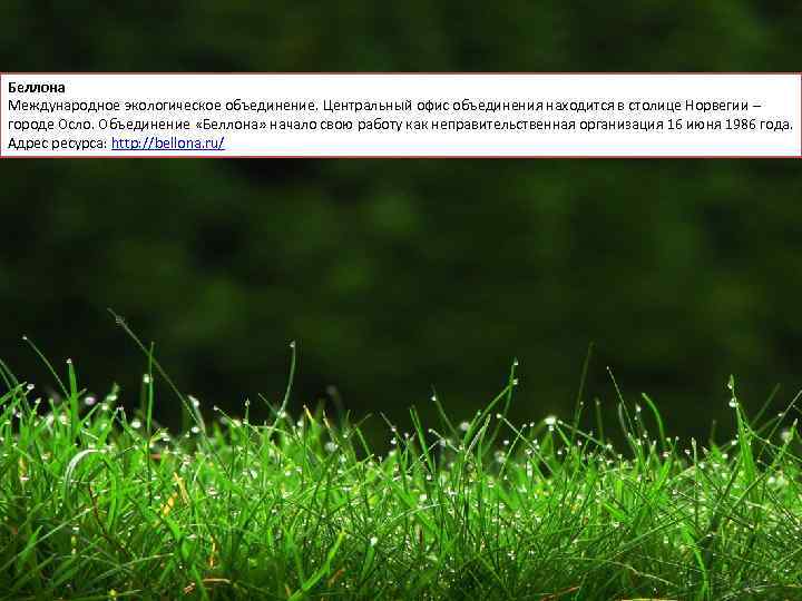 Беллона Международное экологическое объединение. Центральный офис объединения находится в столице Норвегии – городе Осло.