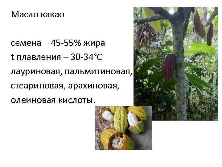 Масло какао семена – 45 -55% жира t плавления – 30 -34°С лауриновая, пальмитиновая,