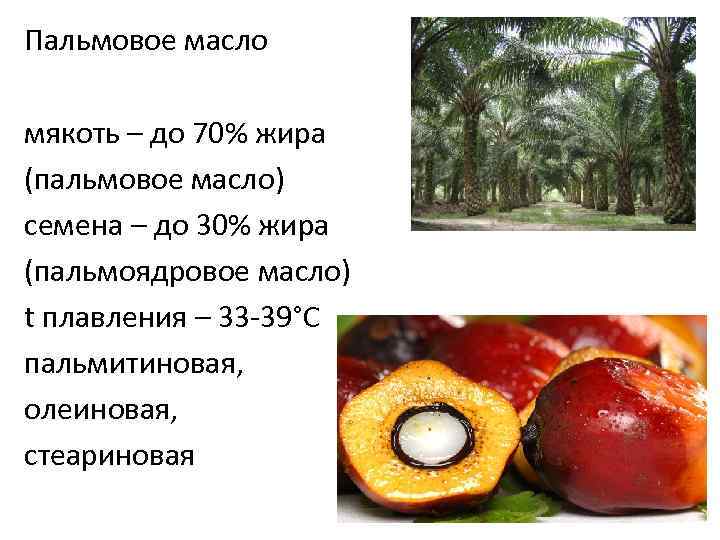 Пальмовое масло мякоть – до 70% жира (пальмовое масло) семена – до 30% жира