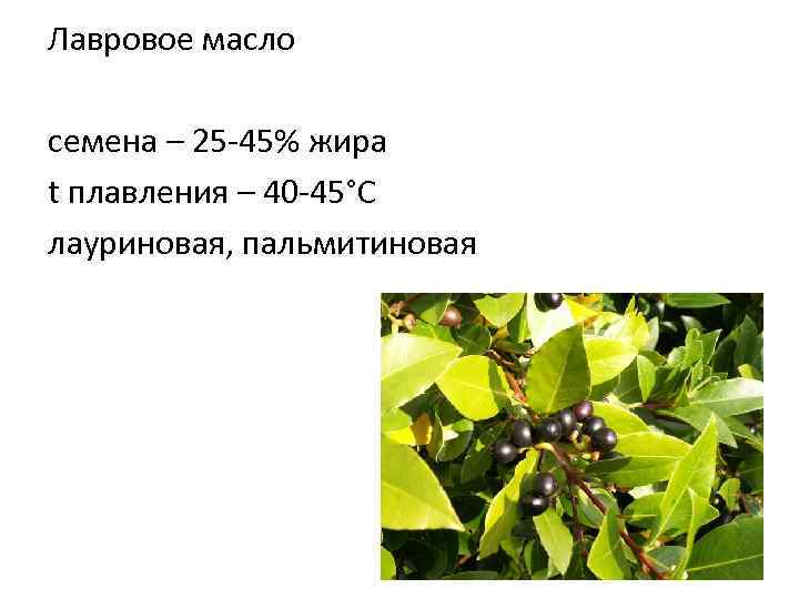 Лавровое масло семена – 25 -45% жира t плавления – 40 -45°С лауриновая, пальмитиновая