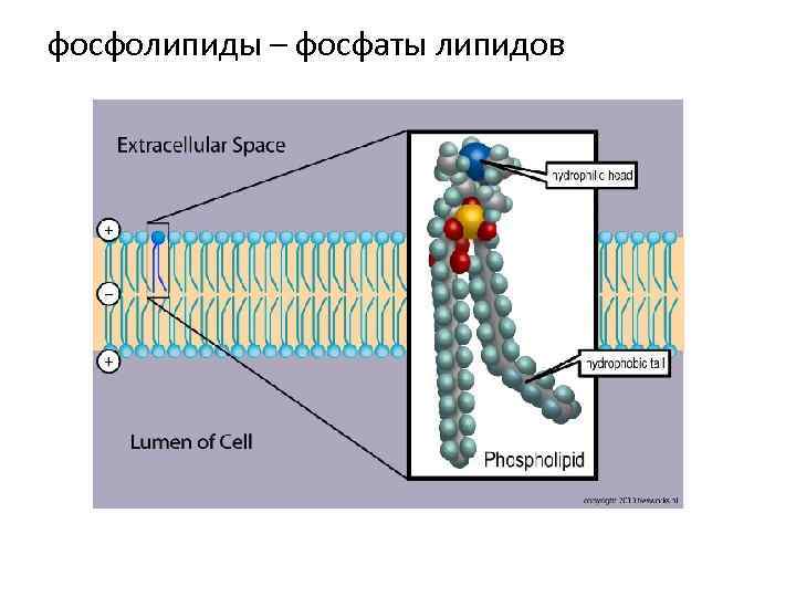 фосфолипиды – фосфаты липидов 