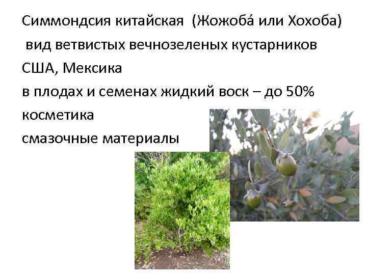 Симмондсия китайская (Жожоба или Хохоба) вид ветвистых вечнозеленых кустарников США, Мексика в плодах и