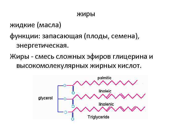 жиры жидкие (масла) функции: запасающая (плоды, семена), энергетическая. Жиры - смесь сложных эфиров глицерина