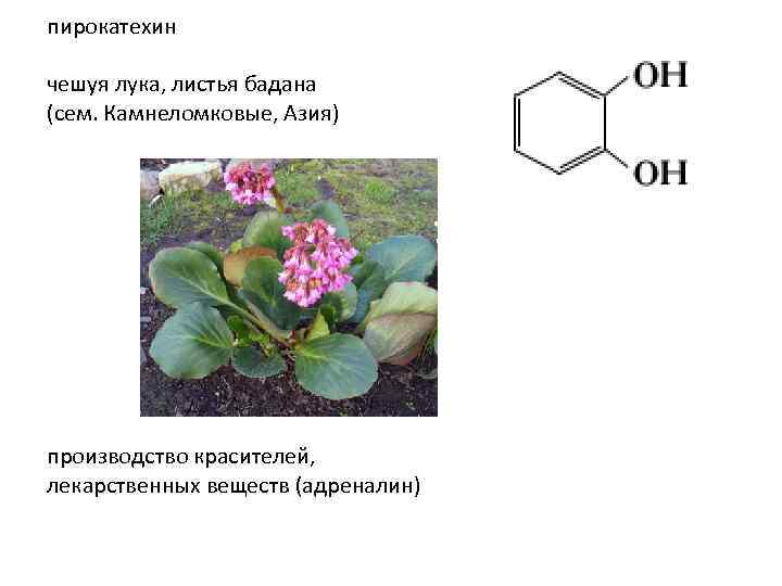 пирокатехин чешуя лука, листья бадана (сем. Камнеломковые, Азия) производство красителей, лекарственных веществ (адреналин) 