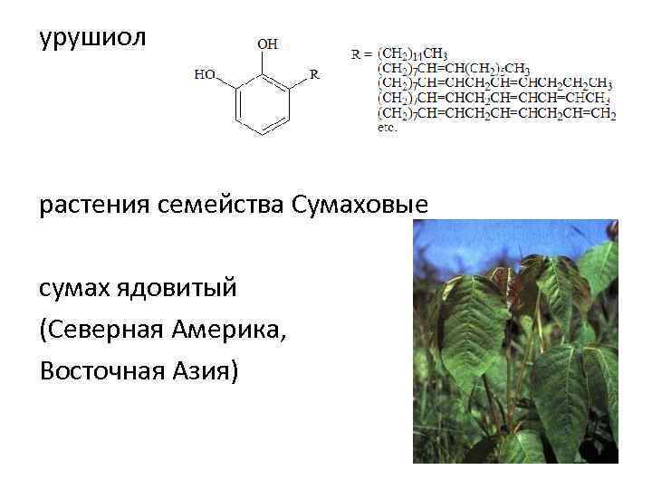 урушиол растения семейства Сумаховые сумах ядовитый (Северная Америка, Восточная Азия) 