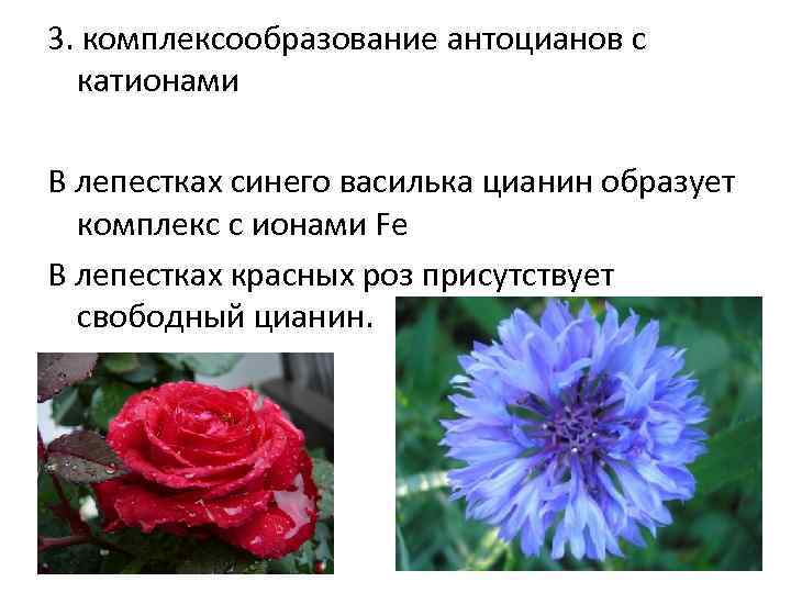 3. комплексообразование антоцианов с катионами В лепестках синего василька цианин образует комплекс с ионами