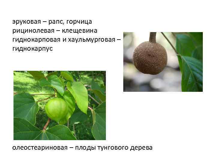 эруковая – рапс, горчица рицинолевая – клещевина гиднокарповая и хаульмурговая – гиднокарпус олеостеариновая –