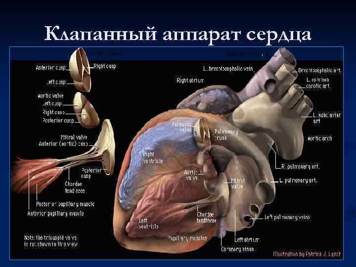 Клапанный аппарат сердца 