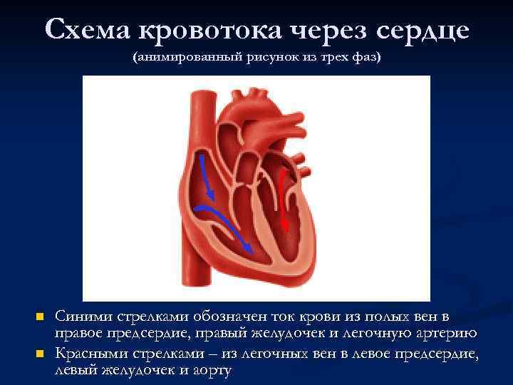 Схема кровотока через сердце (анимированный рисунок из трех фаз) n n Синими стрелками обозначен