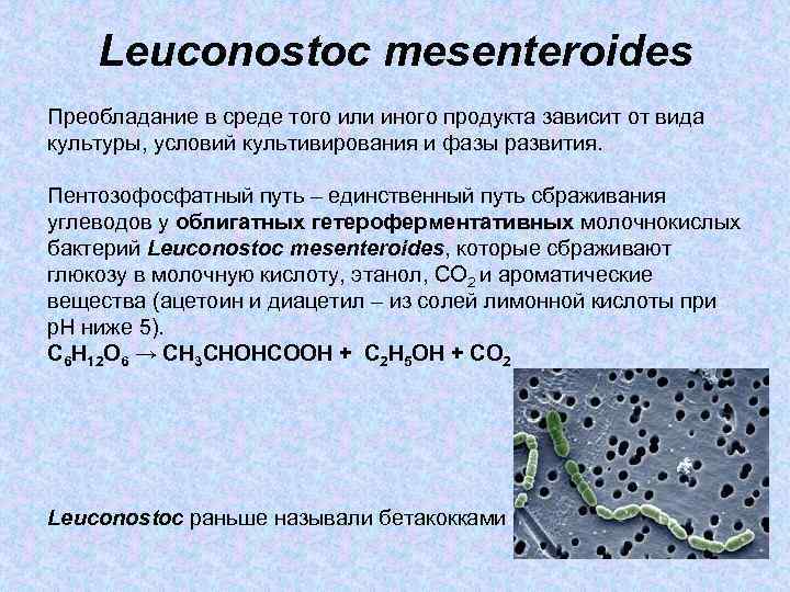 Leuconostoc mesenterоides Преобладание в среде того или иного продукта зависит от вида культуры, условий