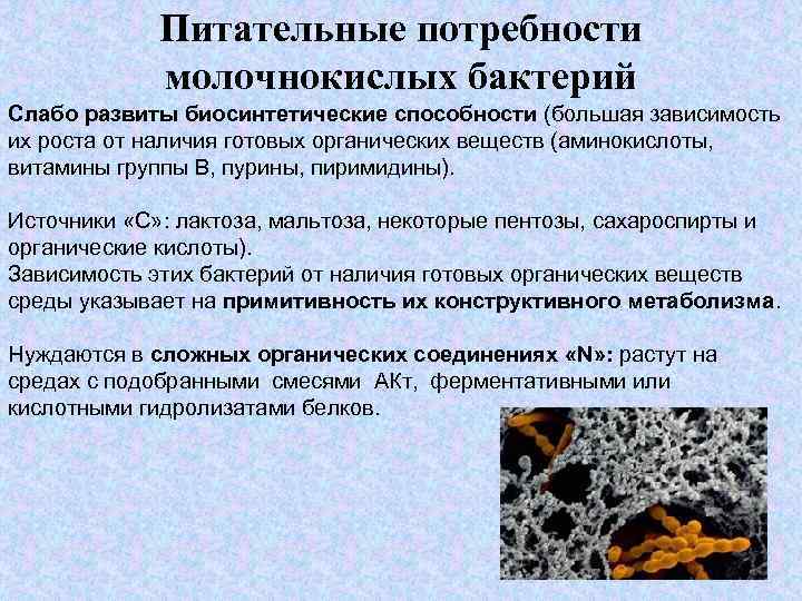 Питательные потребности молочнокислых бактерий Слабо развиты биосинтетические способности (большая зависимость их роста от наличия