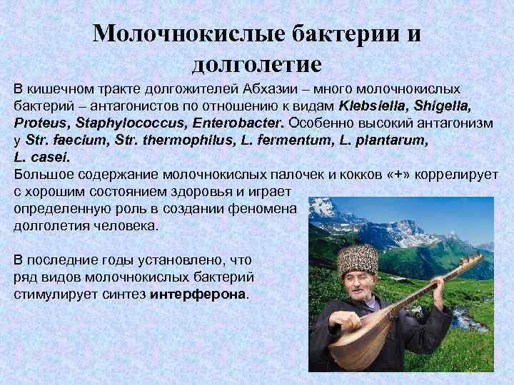 Молочнокислые бактерии и долголетие В кишечном тракте долгожителей Абхазии – много молочнокислых бактерий –