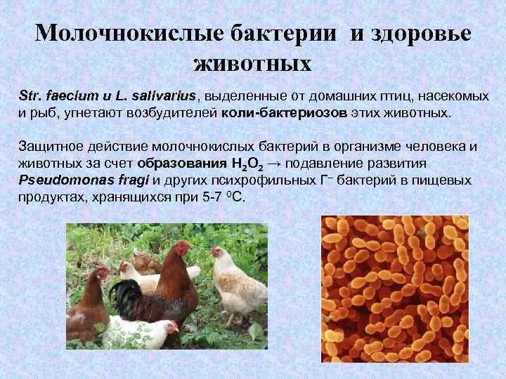 Молочнокислые бактерии и здоровье животных Str. faecium и L. salivarius, выделенные от домашних птиц,