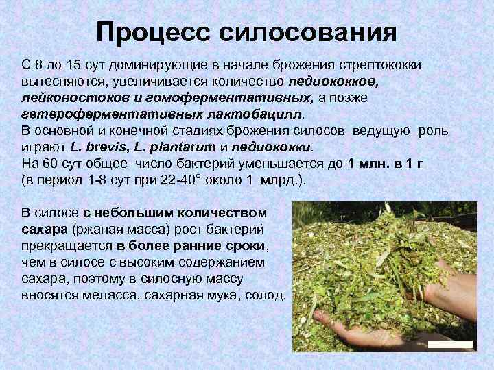 Процесс силосования С 8 до 15 сут доминирующие в начале брожения стрептококки вытесняются, увеличивается