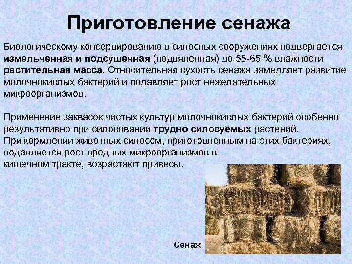 Приготовление сенажа Биологическому консервированию в силосных сооружениях подвергается измельченная и подсушенная (подвяленная) до 55