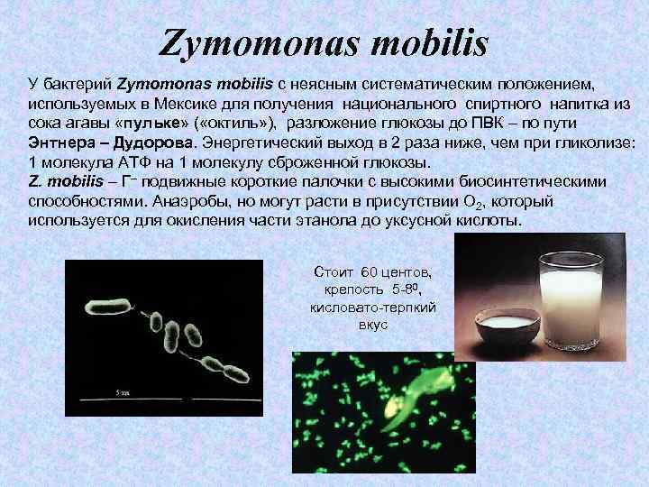 Zymomonas mobilis У бактерий Zymomonas mobilis с неясным систематическим положением, используемых в Мексике для