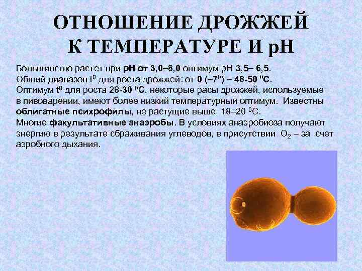ОТНОШЕНИЕ ДРОЖЖЕЙ К ТЕМПЕРАТУРЕ И р. Н Большинство растет при р. Н от 3,