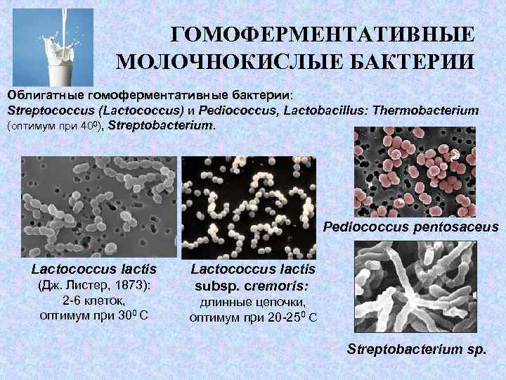 Производство кисломолочных бактерий. Бактерии брожения: молочнокислые бактерии. Молочнокислые бактерии Streptococcus lactis. Формы молочнокислых бактерий. Гомоферментативные молочнокислые бактерии.
