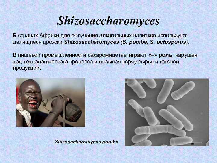 Shizosaccharomyces В странах Африки для получения алкогольных напитков используют делящиеся дрожжи Shizosaccharomyces (S. pombe,