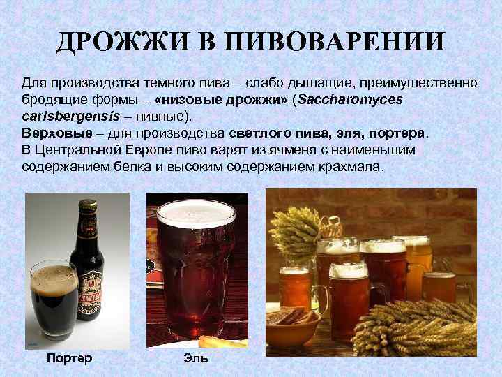 ДРОЖЖИ В ПИВОВАРЕНИИ Для производства темного пива – слабо дышащие, преимущественно бродящие формы –