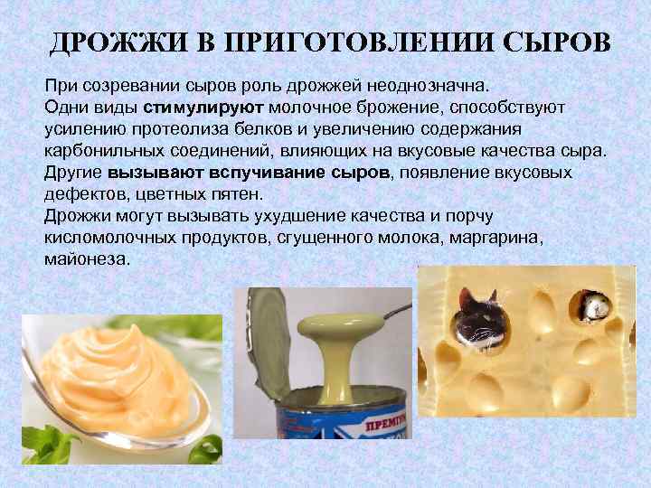 ДРОЖЖИ В ПРИГОТОВЛЕНИИ СЫРОВ При созревании сыров роль дрожжей неоднозначна. Одни виды стимулируют молочное
