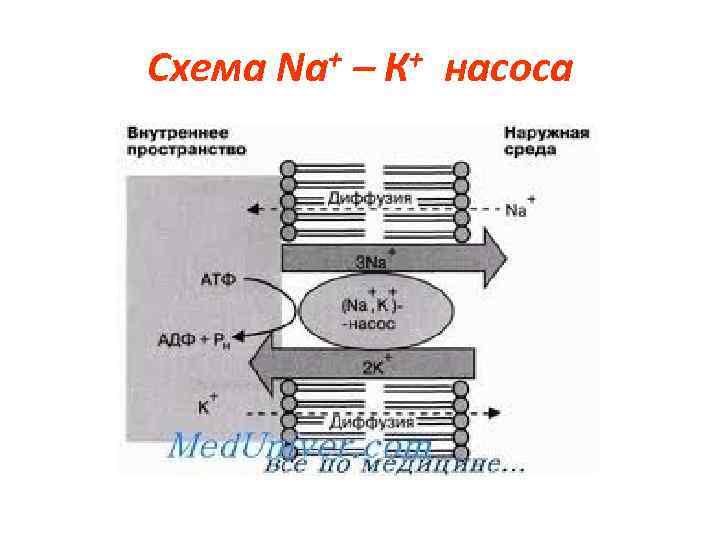Схема Na+ – К+ насоса 