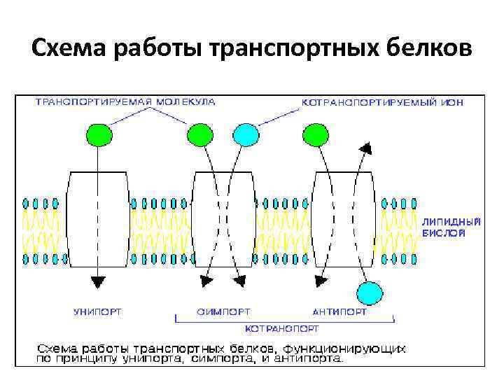 Схема работы транспортных белков 