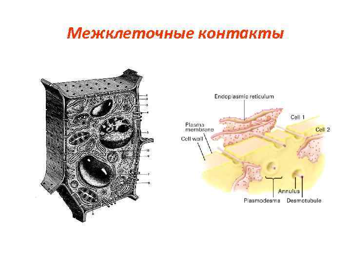 Межклеточное строение. Межклеточные контакты растительной клетки. Межклеточные контакты гистология рисунки. Строение межклеточных контактов. Межклеточные контакты схема.