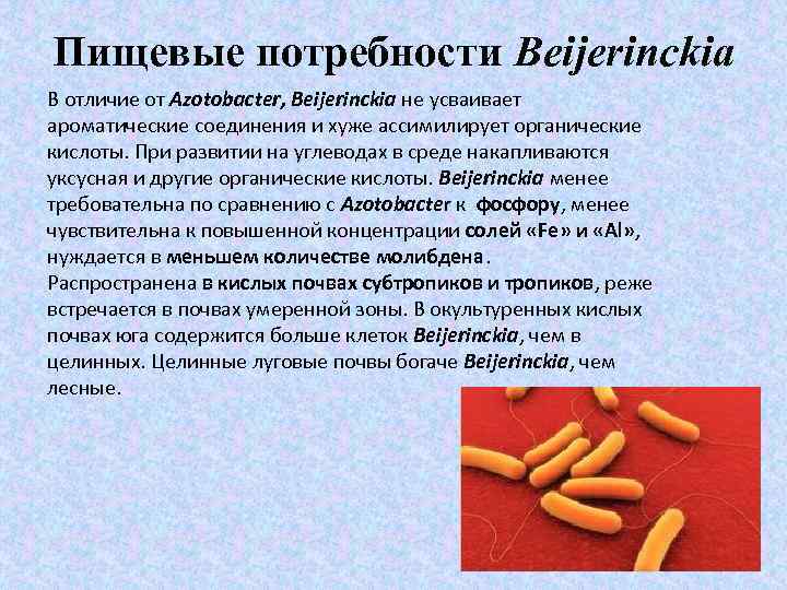 Пищевые потребности Beijerinckia В отличие от Azotobacter, Beijerinckia не усваивает ароматические соединения и хуже