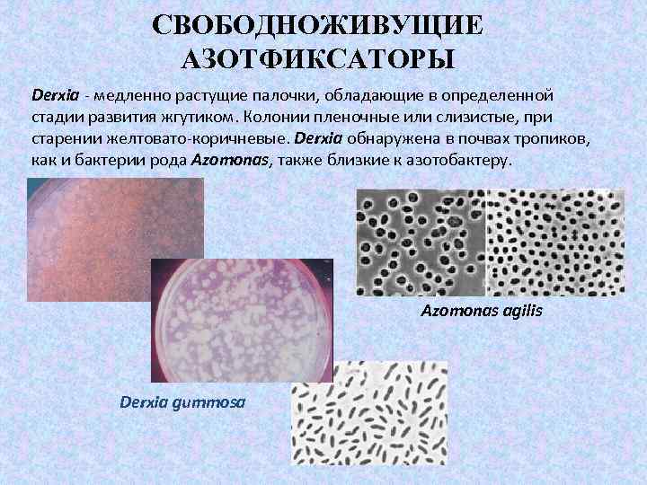СВОБОДНОЖИВУЩИЕ АЗОТФИКСАТОРЫ Derxia - медленно растущие палочки, обладающие в определенной стадии развития жгутиком. Колонии