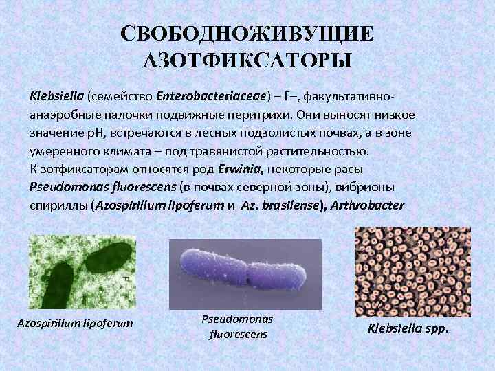 СВОБОДНОЖИВУЩИЕ АЗОТФИКСАТОРЫ Klebsiella (семейство Enterobacteriaceae) – Г–, факультативноанаэробные палочки подвижные перитрихи. Они выносят низкое