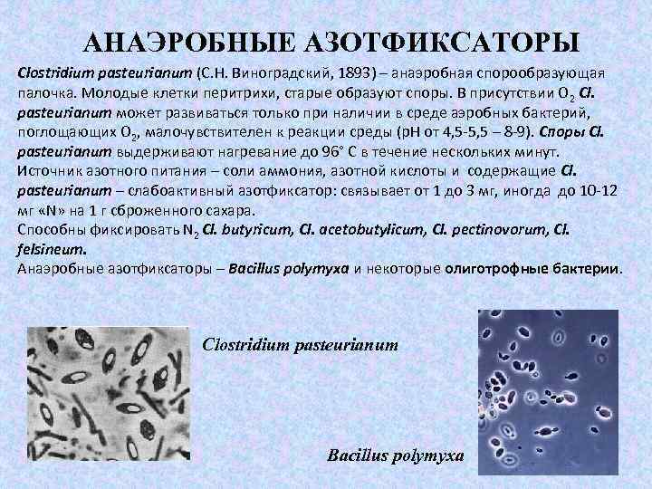 АНАЭРОБНЫЕ АЗОТФИКСАТОРЫ Clostridium pasteurianum (С. Н. Виноградский, 1893) – анаэробная спорообразующая палочка. Молодые клетки