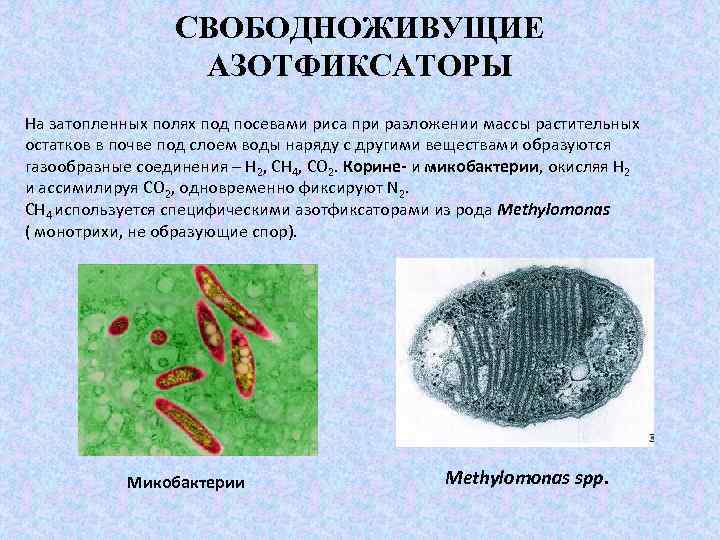 СВОБОДНОЖИВУЩИЕ АЗОТФИКСАТОРЫ На затопленных полях под посевами риса при разложении массы растительных остатков в