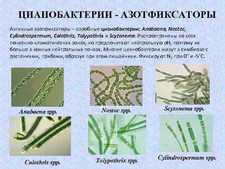 ЦИАНОБАКТЕРИИ - АЗОТФИКСАТОРЫ Активные азотфиксаторы – аэробные цианобактерии: Anabaena, Nostoc, Cylindrospermum, Calothris, Tolypothrix и