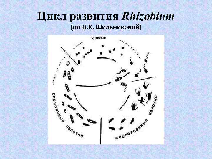 Цикл развития Rhizobium (по В. К. Шильниковой) 